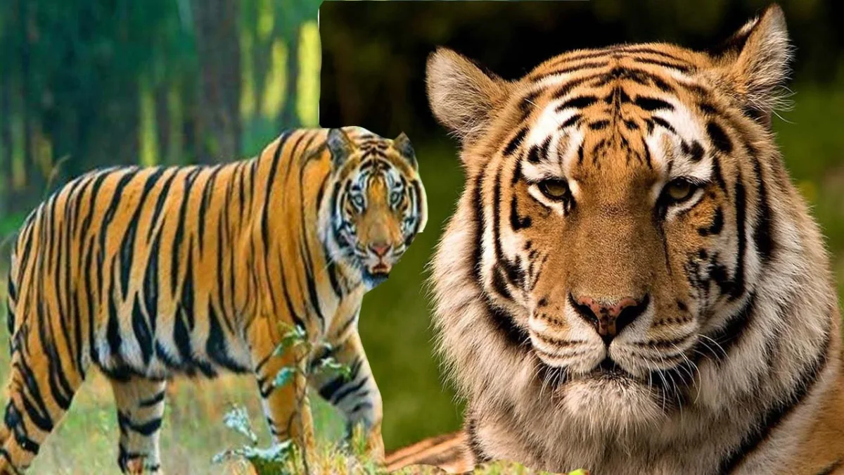अंतरराष्ट्रीय बाघ दिवस आज - बांधवगढ़: झुमरी तलैया... सीता मंडप और रामपुर पहाड़ी...  में है अब बाघों की दहाड़