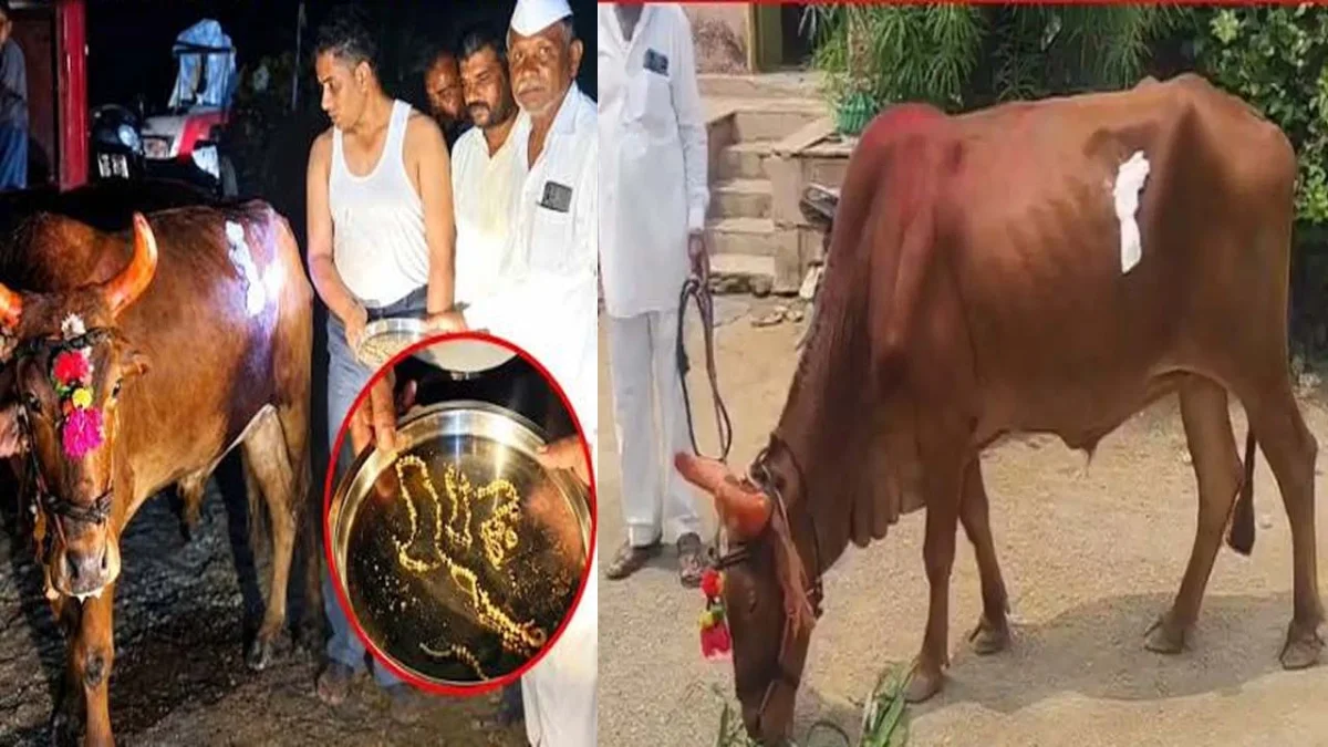 प्रसाद के साथ बैल खा गया तीन तोले का मंगलसूत्र